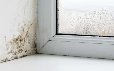 How to Avoid Dangerous Mold in Your Home