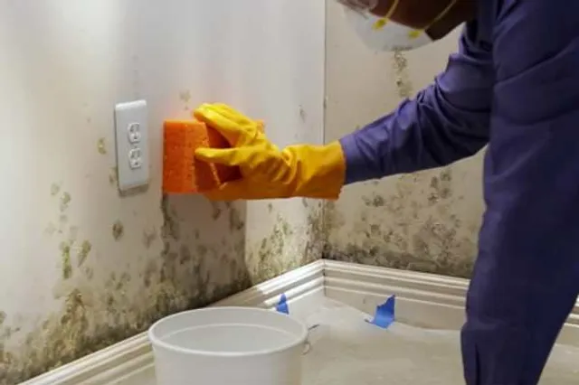 Importance of Professional Mold Removal